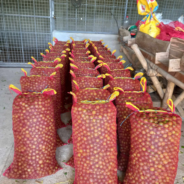 Kalamansi Farm Lot Rush Sale At Camiling, Tarlac