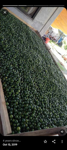 Kalamansi Farm Lot Rush Sale At Camiling, Tarlac