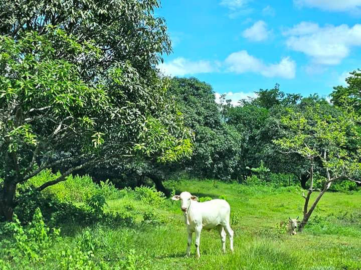 100 SQM Pre-selling Residential Lots In Tanay, Rizal