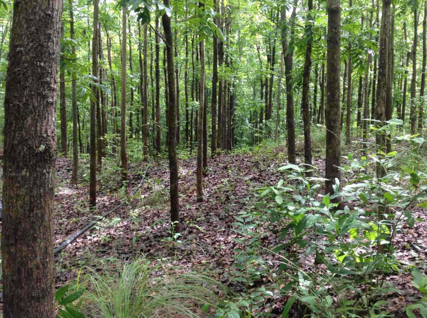 6.3-Hectare Mahogany Farm For Sale In Bugallon, Pangasinan
