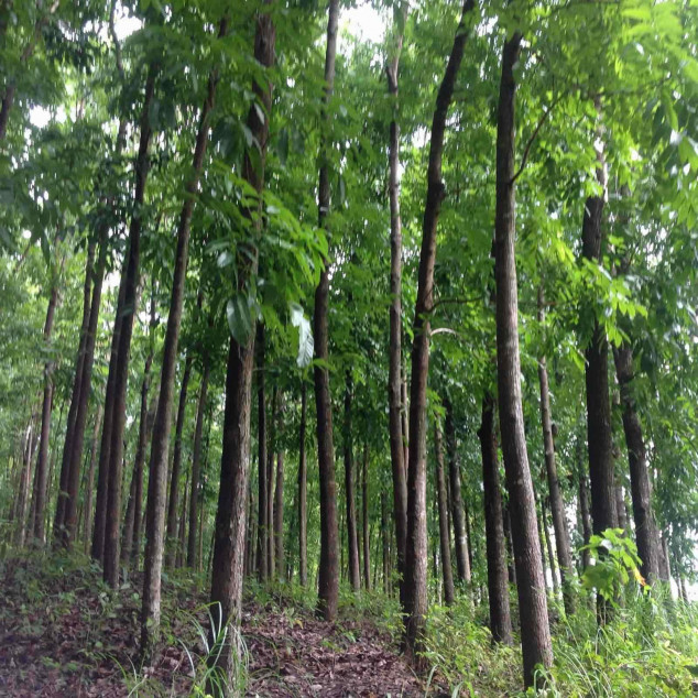 6.3-Hectare Mahogany Farm For Sale In Bugallon, Pangasinan