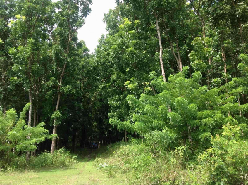 6.3-Hectare Mahogany Farm For Sale In Bugallon, Pangasinan