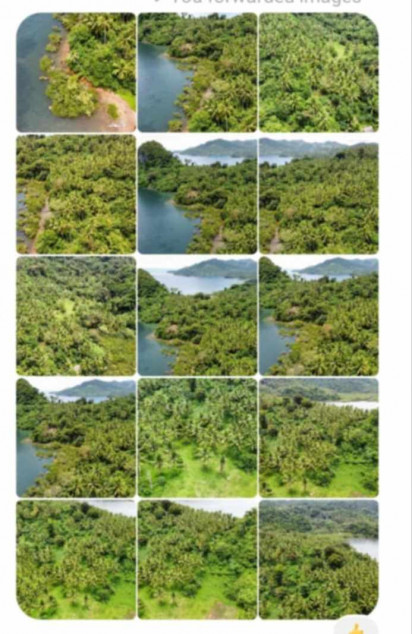 4.6 Hectares Beach Lot For Sale With 629 Trees In Caramoan, Camarines Sur