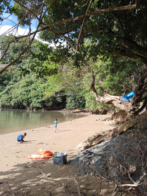 4.6 Hectares Beach Lot For Sale With 629 Trees In Caramoan, Camarines Sur