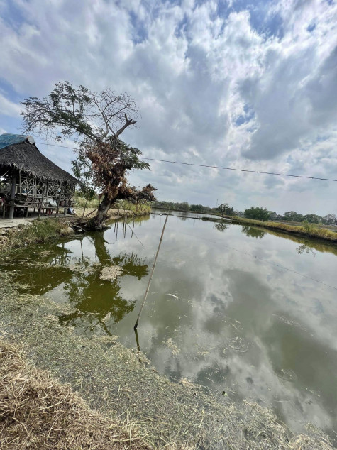 For Sale 8,520 SQM Agricultural Land With Fishpond In Hagonoy, Bulacan