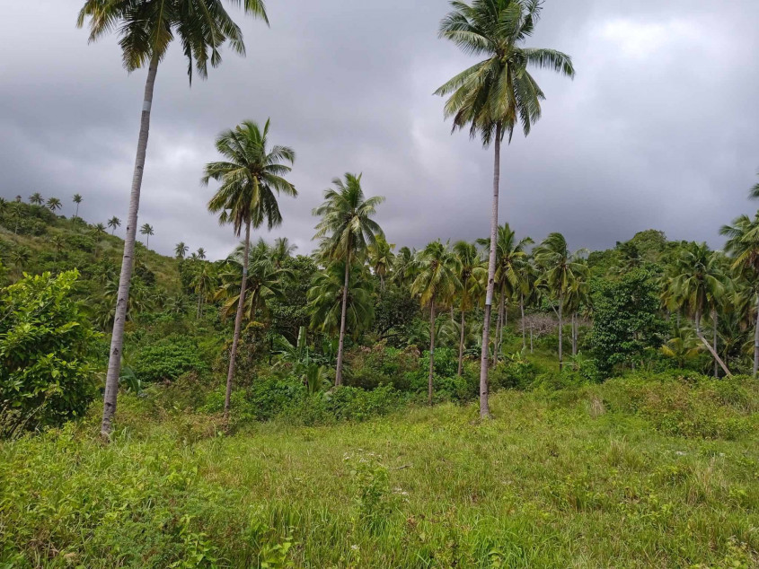 Agricultural Land For Sale In Calatrava, Negros Occidental