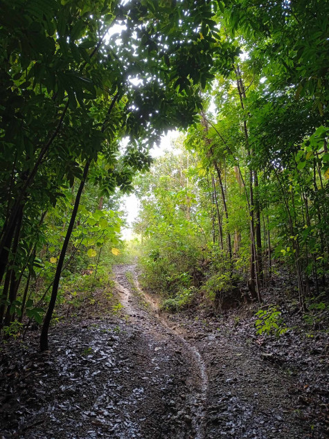 Agricultural Land For Sale In Calatrava, Negros Occidental