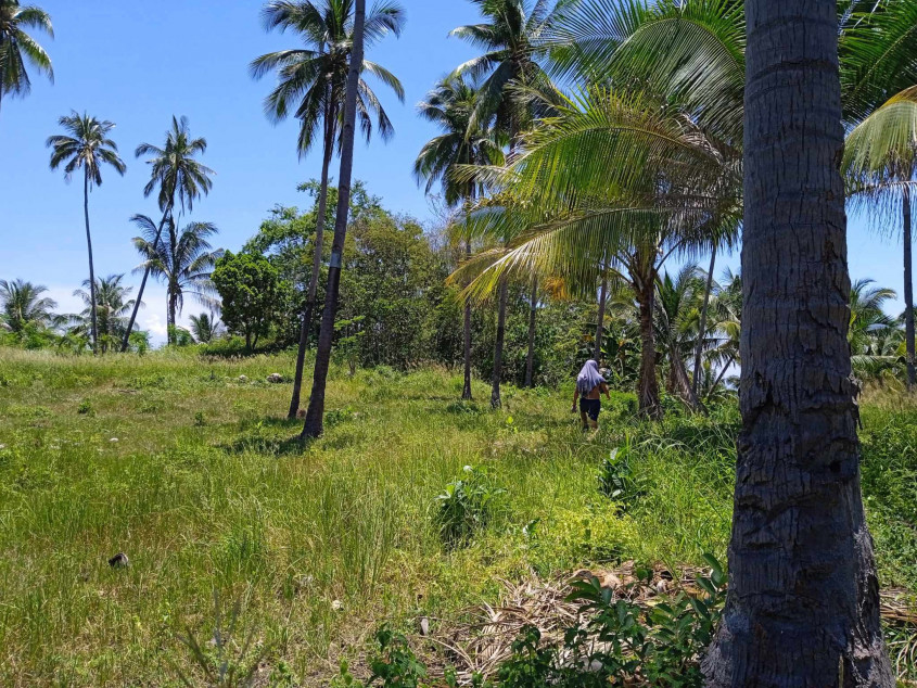 Agricultural Land For Sale In Calatrava, Negros Occidental