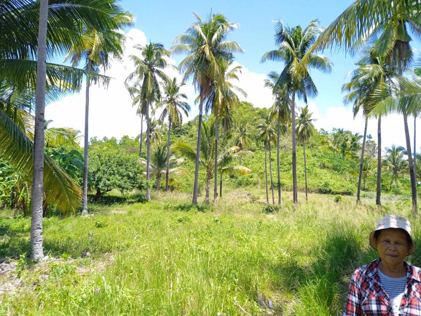 Agricultural Land For Sale In Calatrava, Negros Occidental