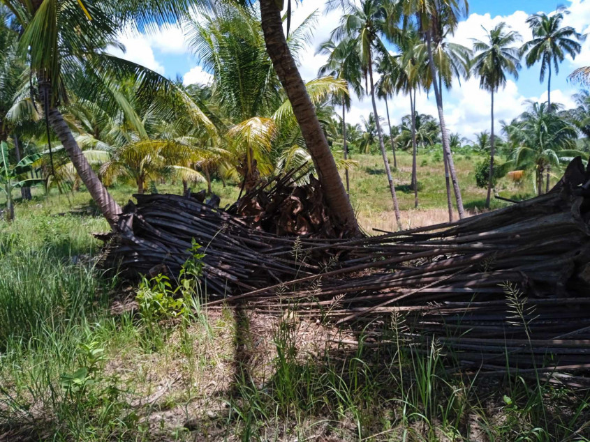 Agricultural Land For Sale In Calatrava, Negros Occidental
