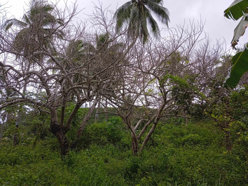 Agricultural Land For Sale In Calatrava, Negros Occidental