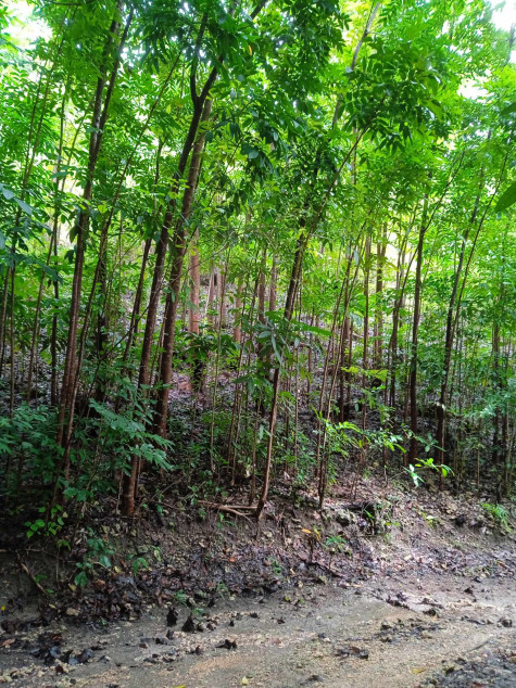 Agricultural Land For Sale In Calatrava, Negros Occidental