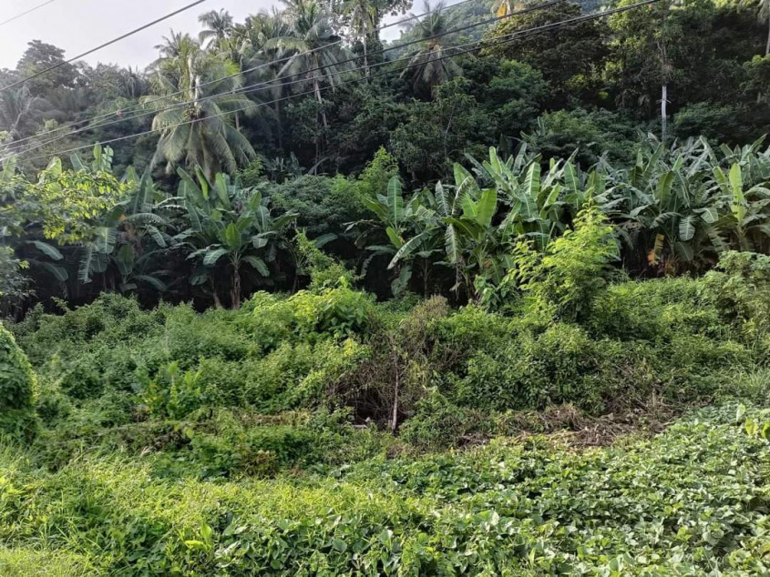 2,800 SQM Lot For Sale In Garcia Hernandez, Bohol