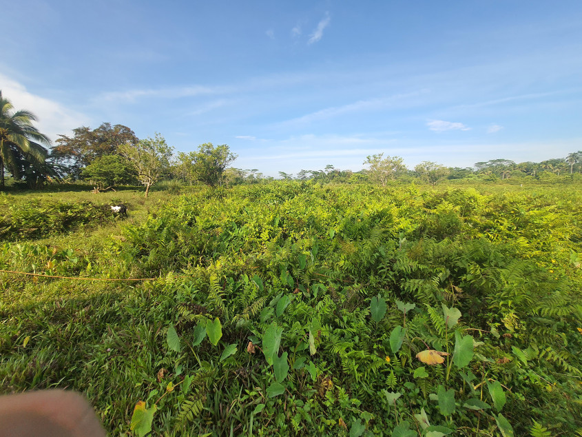 7.5 Hectares Land In Poblacion, Tagbina, Surigao Del Sur — For Residental Or Agricultural Use