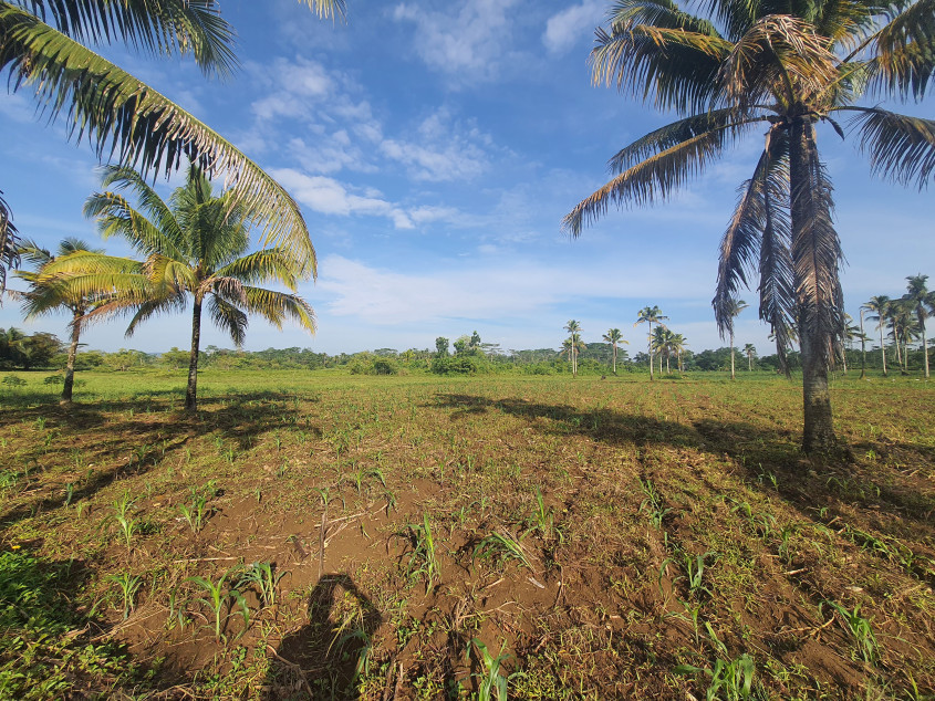 Owner’s Deal! 1 Hectare In Tagbina For Only ₱600/sqm – Don’t Miss Out!