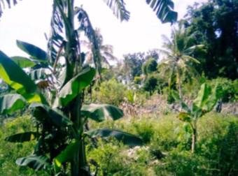 Beachfront Lot For Sale In Camotes Island, Cebu