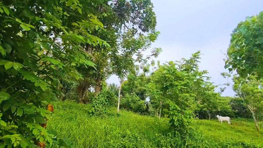 Farm Lot For Sale In Alfonso, Cavite