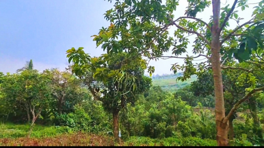 Farm Lot For Sale In Alfonso, Cavite