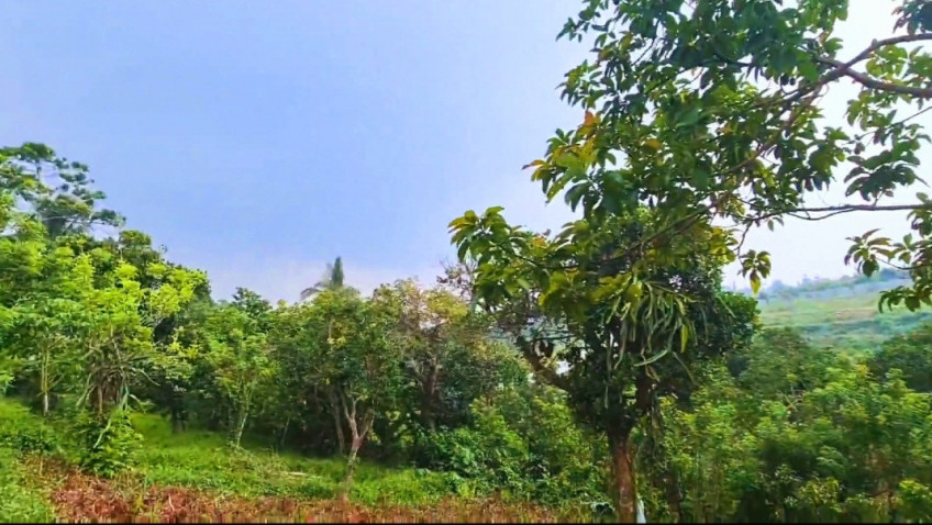 Farm Lot For Sale In Alfonso, Cavite