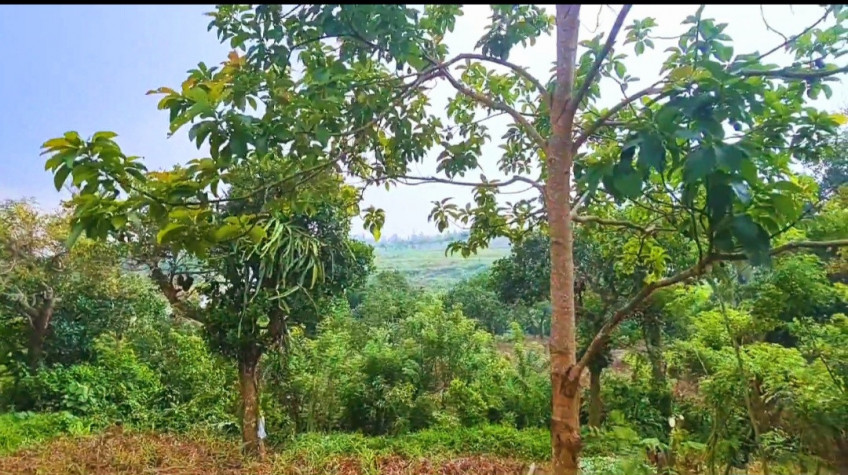 Farm Lot For Sale In Alfonso, Cavite