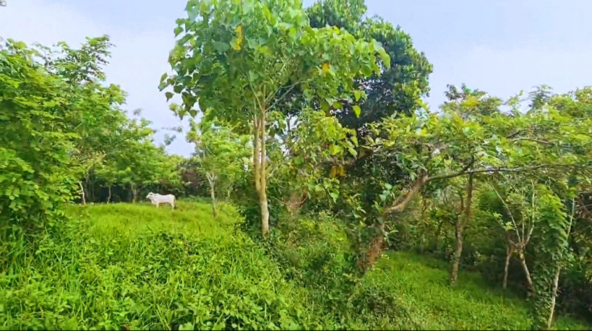 Farm Lot For Sale In Alfonso, Cavite