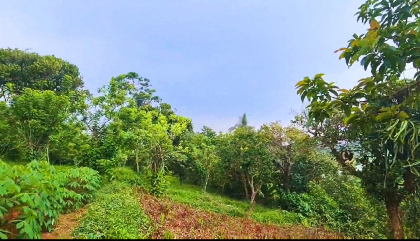 Farm Lot For Sale In Alfonso, Cavite