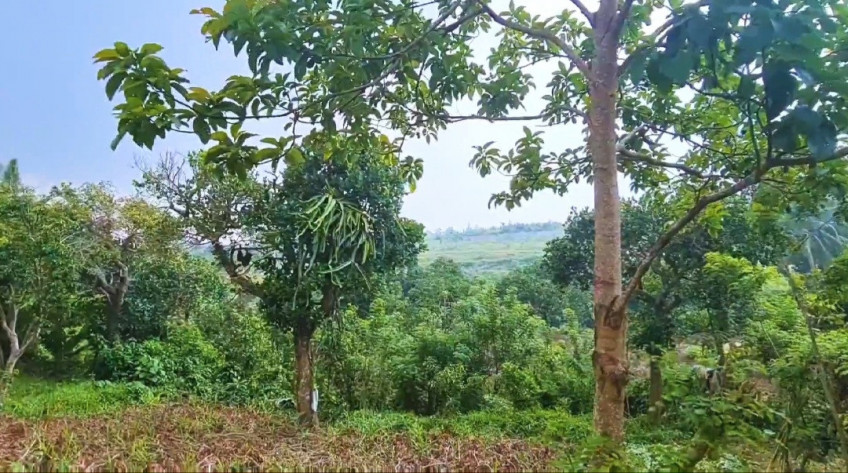 Farm Lot For Sale In Alfonso, Cavite