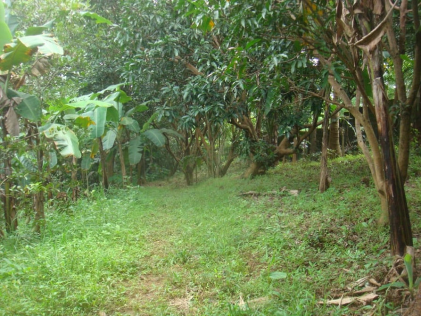 3.49 Hectare Farm For Sale In San Mateo, Rizal