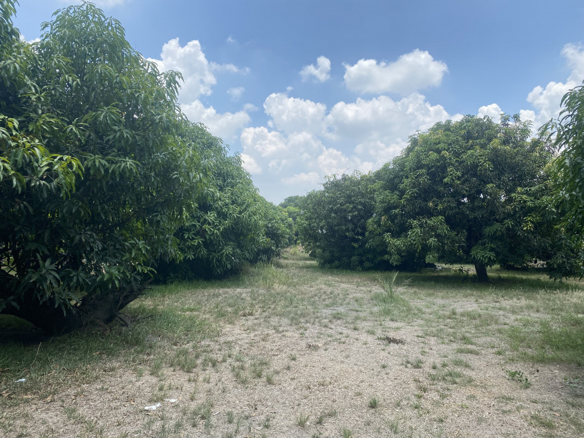 Farm For Sale at Brgy. Arenas Arayat, Pampanga (Perfect for Resort Development)