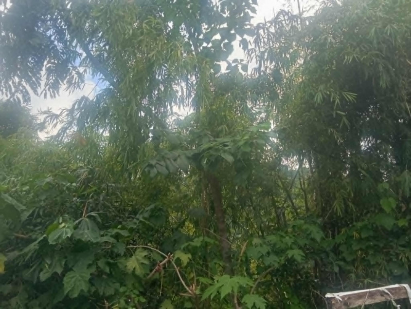 Property For Sale# 11495 Lot For Sale In Jardin De Busay , Cebu City