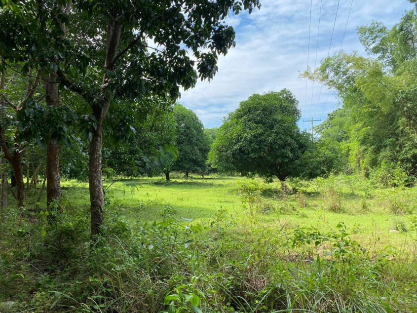 1,200 sqm Farm Lot with Mango Trees for Sale in Zone 2 Pob., Zambales