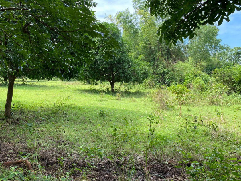 1,200 sqm Farm Lot with Mango Trees for Sale in Zone 2 Pob., Zambales