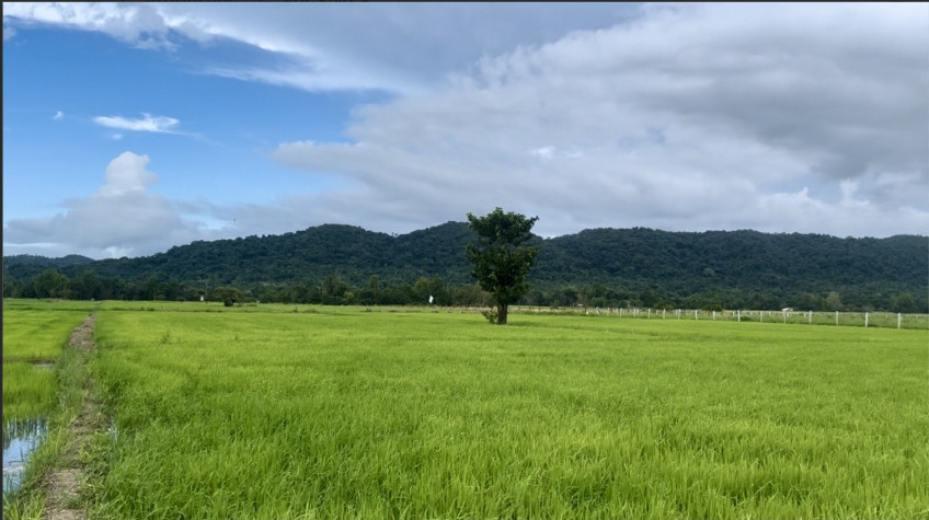 1 Hectare Rice Field For Sale  in Coron. Palawan