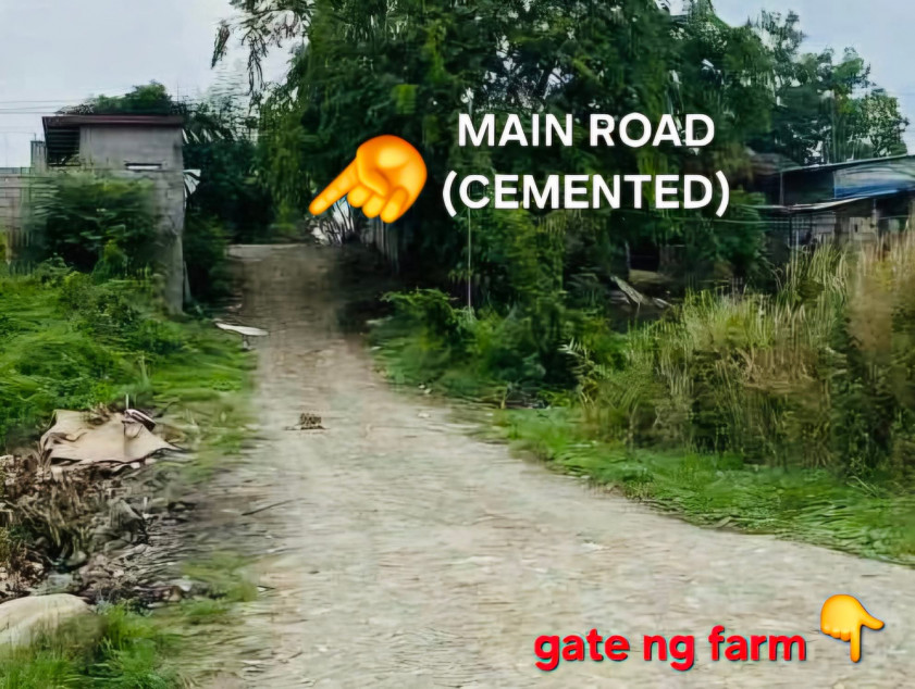 Perfect Shape and almost 1 hectare also perfect corner lot.