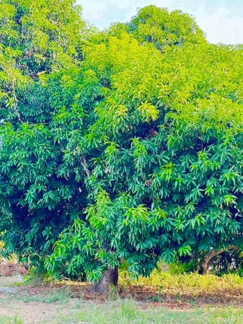 Perfect Shape and almost 1 hectare also perfect corner lot.