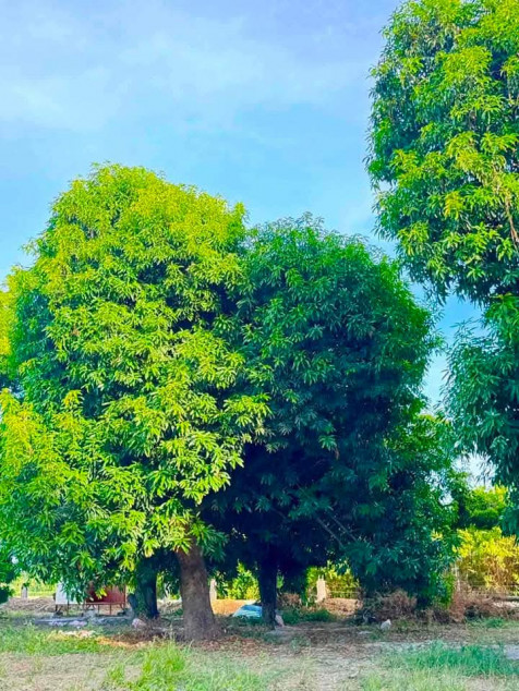 Perfect Shape and almost 1 hectare also perfect corner lot.