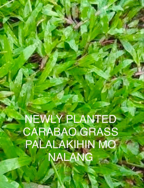 Perfect Shape and almost 1 hectare also perfect corner lot.