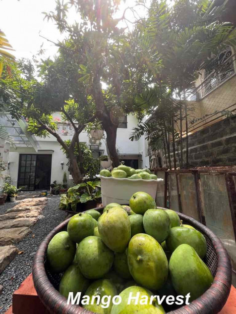 Featured Designer Home For Sale in BF Homes NSHA — Philippine Heritage Lifestyle Oasis ✨